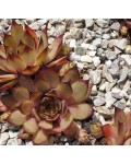 Молодило гибридное Блуд Тип | Sempervivum hybridum Blood Tip | Молодило гібридне Блуд Тіп
